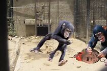 Baby's Day Out Review (2010)