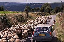 Even Cowboys Get to Cry (2013)