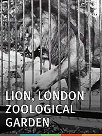 Lion, London Zoological Garden (1896)