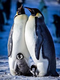 Snow Chick: A Penguin's Tale (2015)