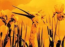 The Frogs Who Wanted a King (1924)